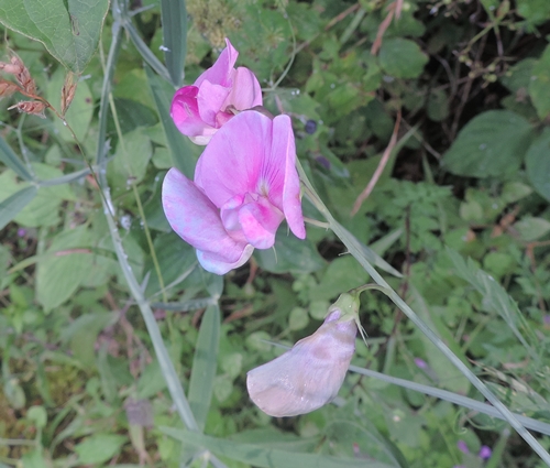 Colore viola - Lathyrus sp.