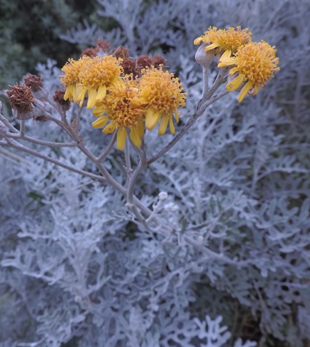 Jacobaea maritima  / Cineraria