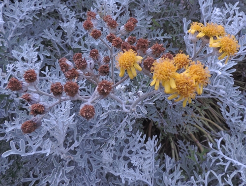 Jacobaea maritima  / Cineraria