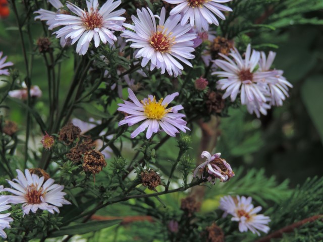 fiori che sembrano margheritone- Symphyotrichum sp.