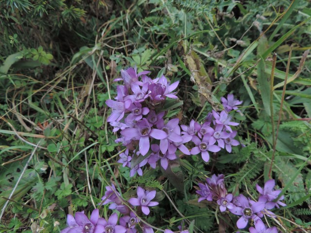 Piccoli e viola - Gentianella sp.