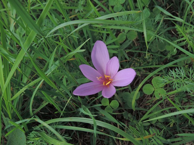 Fiore che nasce da tubero - Colchicum autumnale