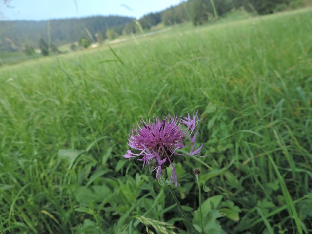 Centaurea forse