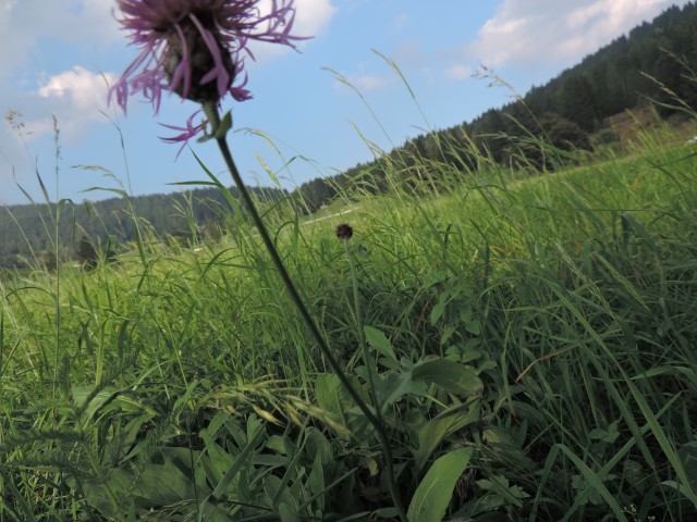 Centaurea forse