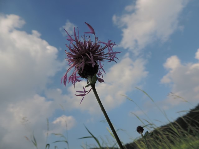 Centaurea forse