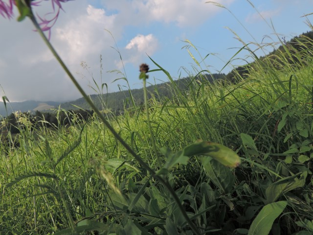 Centaurea forse