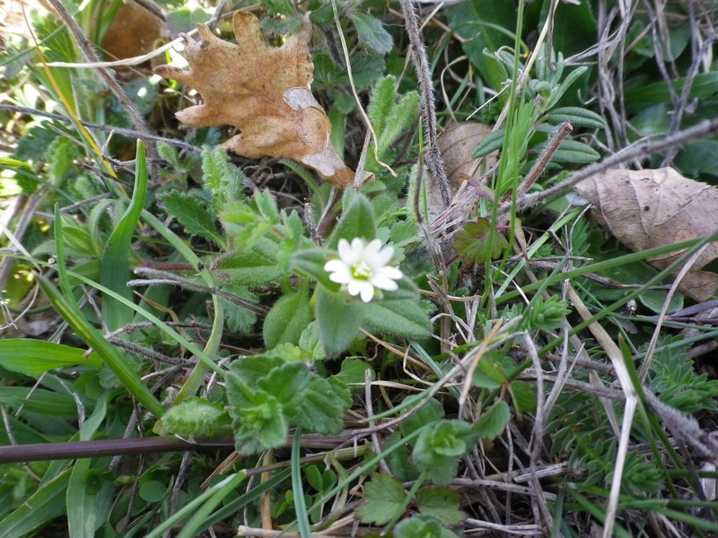 piccolissimo - Cerastium sp.