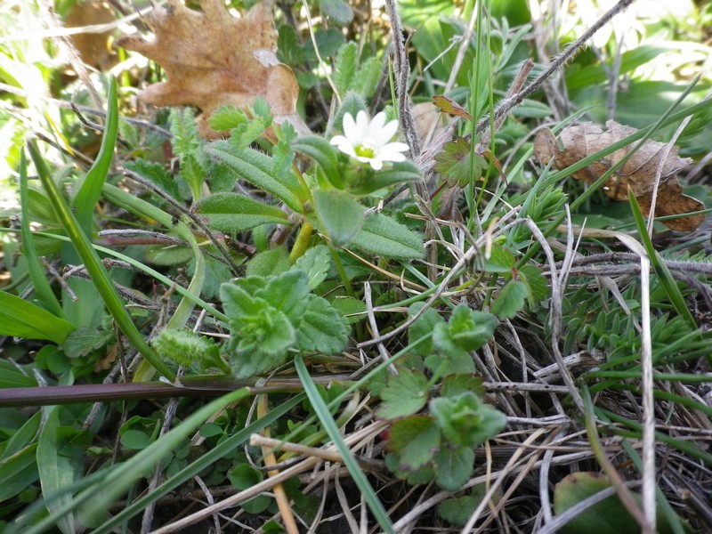 piccolissimo - Cerastium sp.