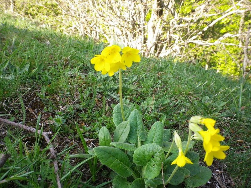 Primula veris