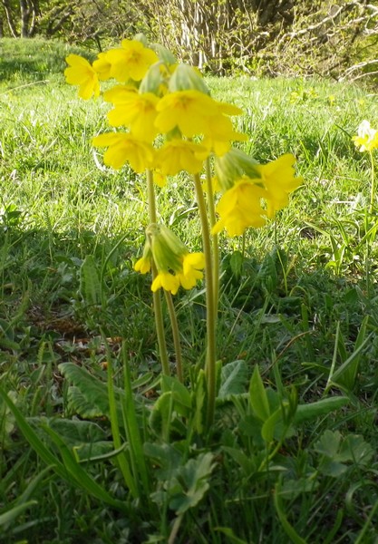 Primula veris