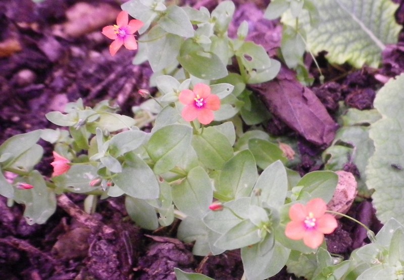 Lysimachia (=Anagallis) arvensis