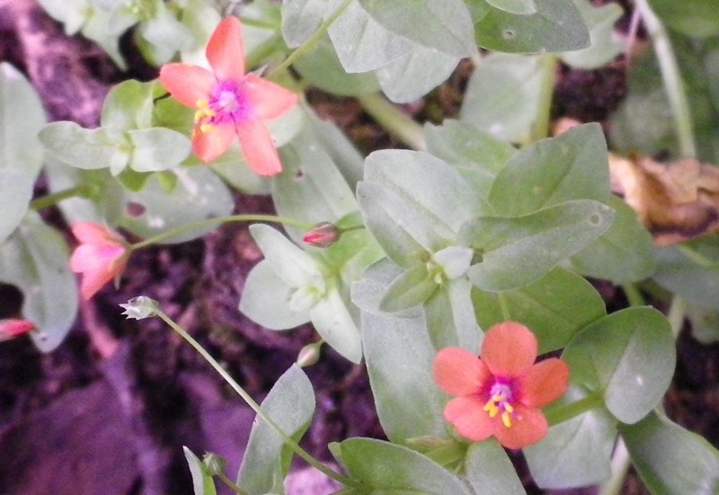 Lysimachia (=Anagallis) arvensis