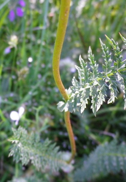 Bianco e scompigliato - Filipendula vulgaris