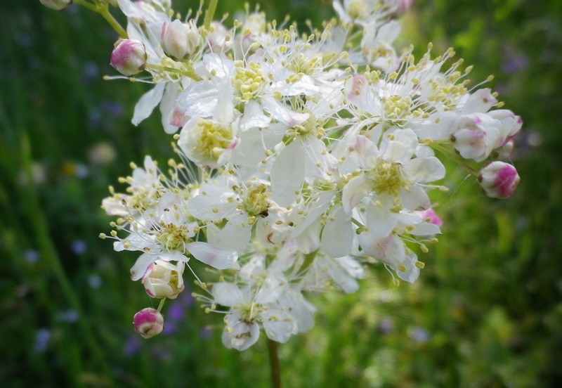 Bianco e scompigliato - Filipendula vulgaris