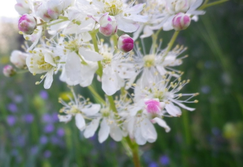 Bianco e scompigliato - Filipendula vulgaris