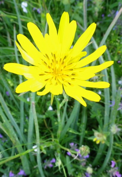 Tragopogon pratensis