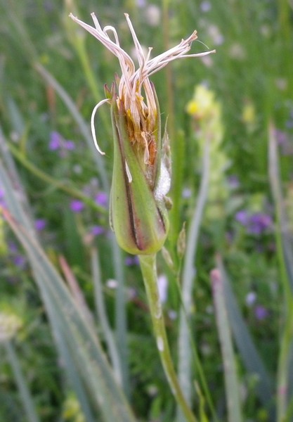 Tragopogon pratensis