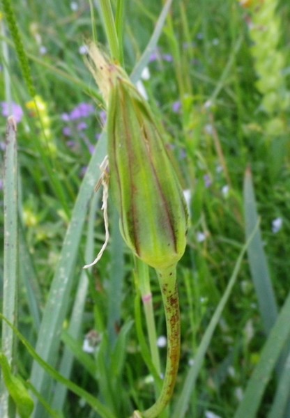 Tragopogon pratensis