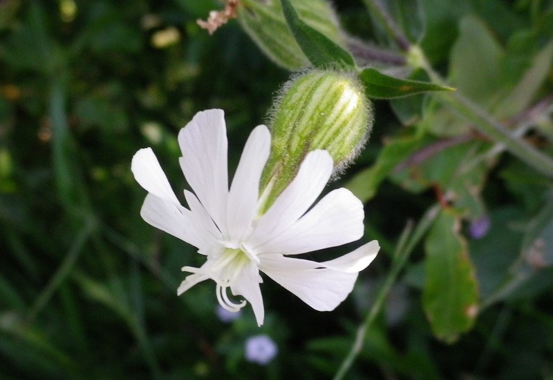 Silene latifolia  subsp. alba