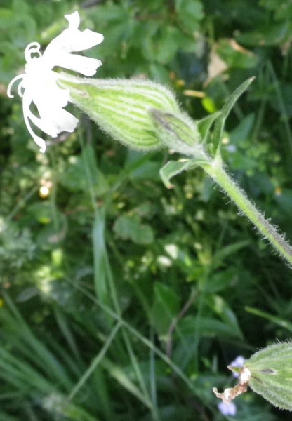 Silene latifolia  subsp. alba