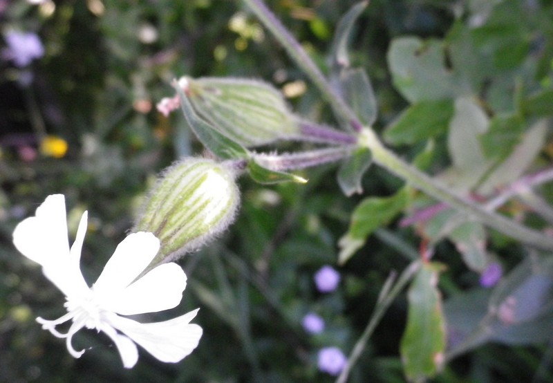 Silene latifolia  subsp. alba