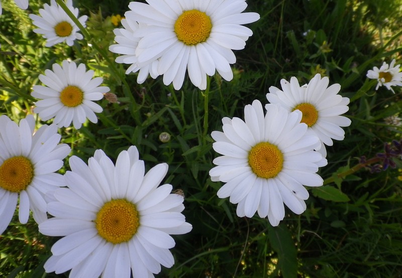 Leucanthemum heterophyllum / Margherita sudalpina