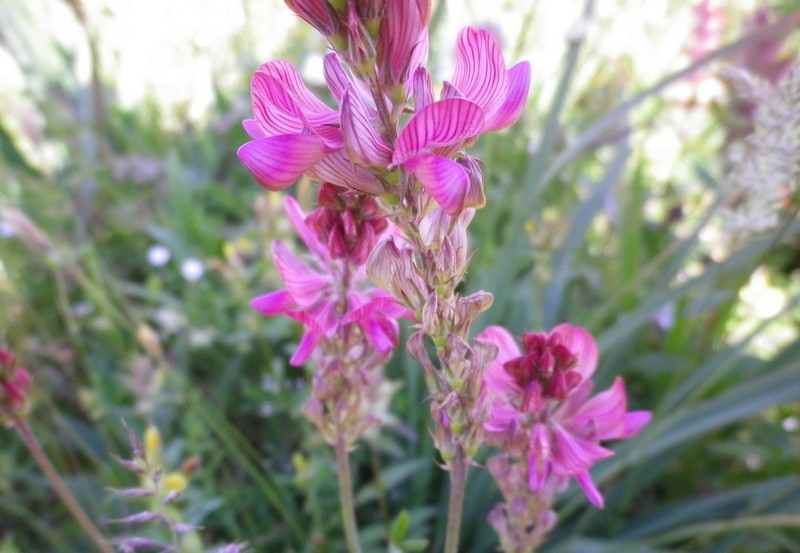 Onobrychis montana