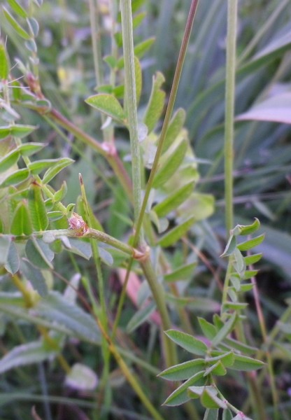 Onobrychis montana