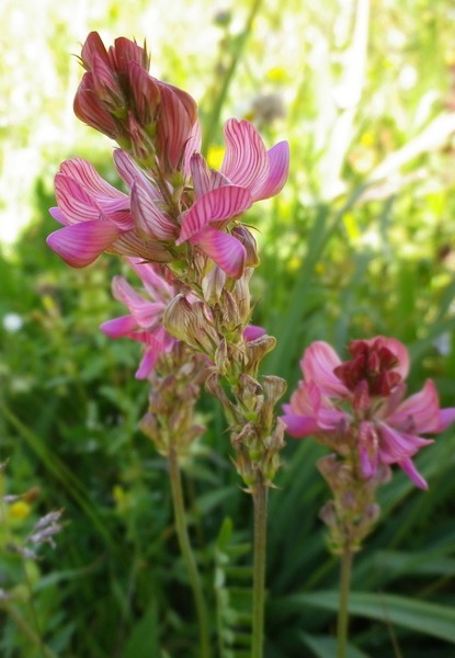 Onobrychis montana