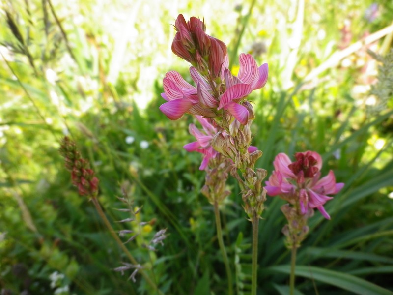 Onobrychis montana