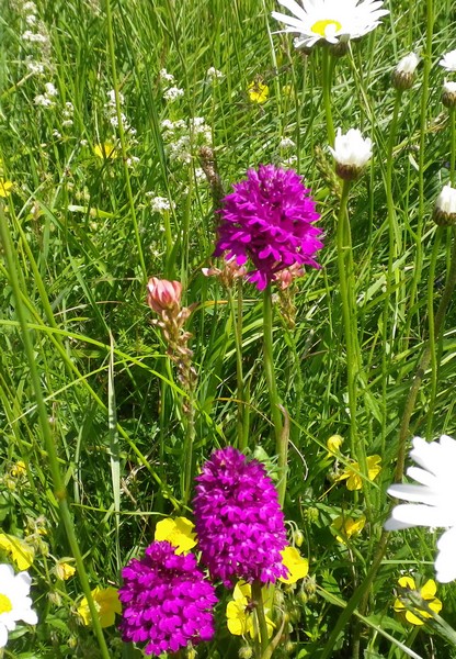 Anacamptis pyramidalis e Gymnadenia conopsea