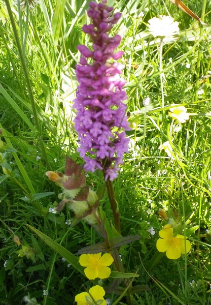 Anacamptis pyramidalis e Gymnadenia conopsea