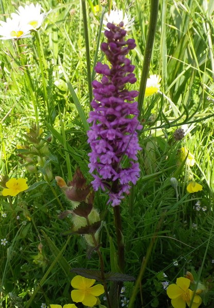 Anacamptis pyramidalis e Gymnadenia conopsea