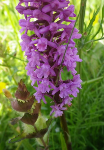 Anacamptis pyramidalis e Gymnadenia conopsea