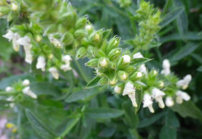 Stachys recta  / Stregona gialla