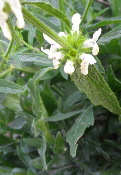 Stachys recta  / Stregona gialla