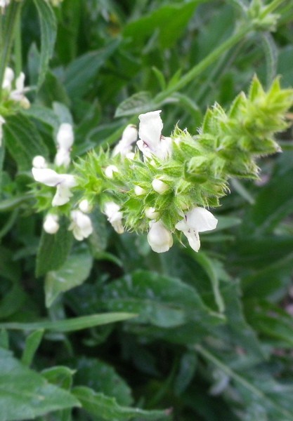 Stachys recta  / Stregona gialla