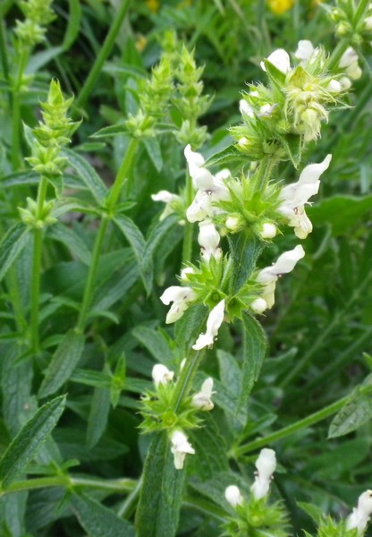 Stachys recta  / Stregona gialla