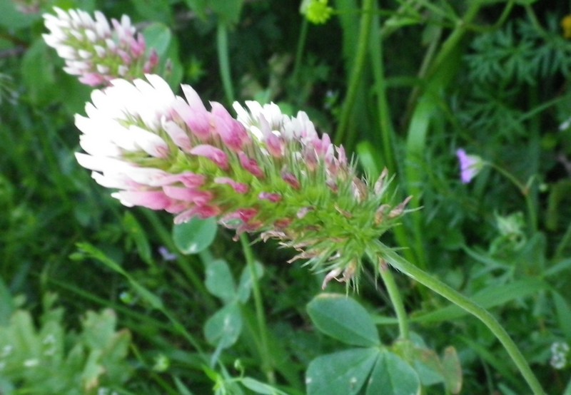 Trifolium incarnatum subsp. molinerii / Trifoglio di Molineri