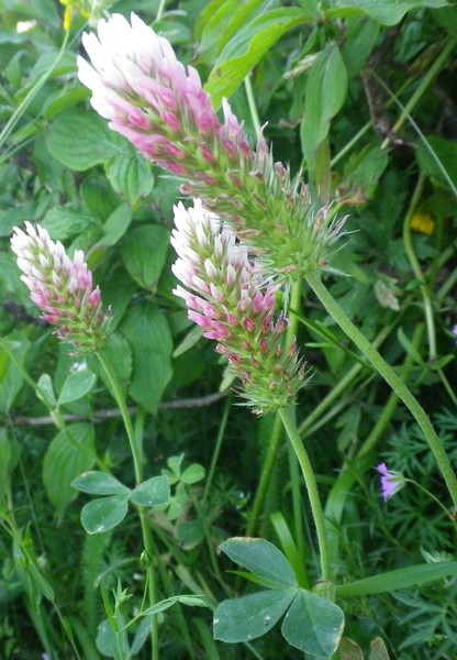 Trifolium incarnatum subsp. molinerii / Trifoglio di Molineri