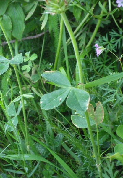 Trifolium incarnatum subsp. molinerii / Trifoglio di Molineri