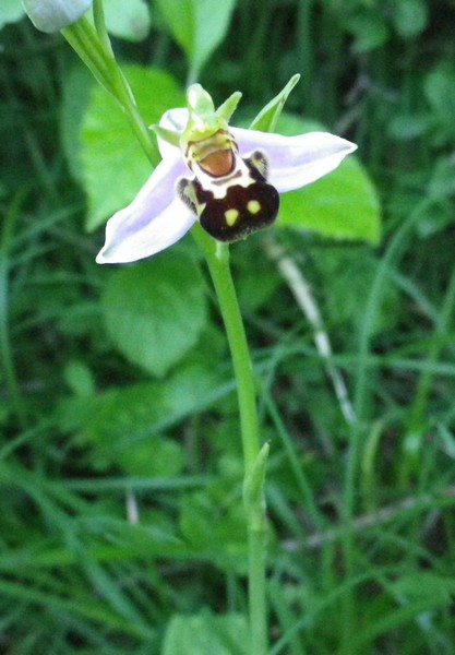 Ophrys apifera