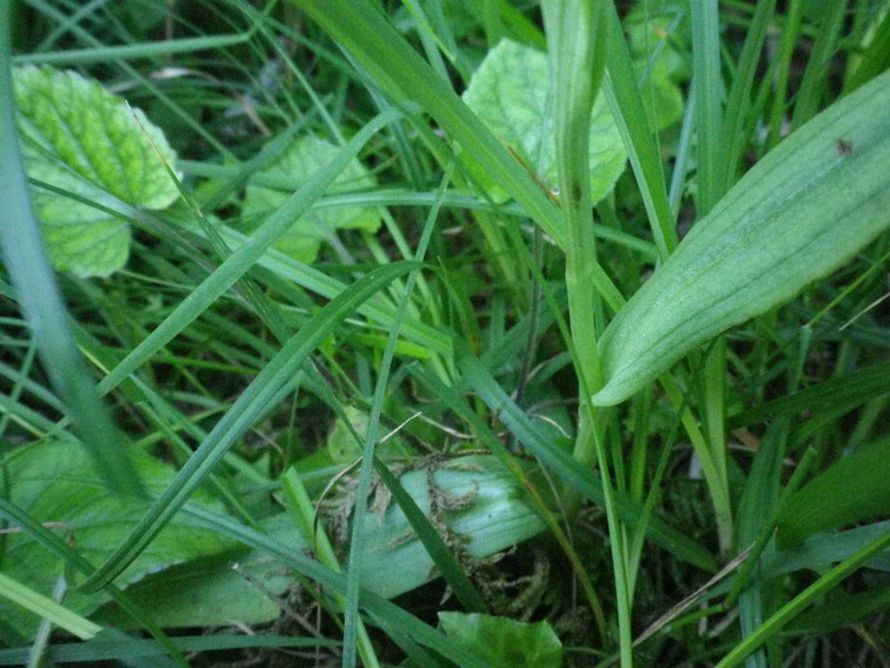 Ophrys apifera