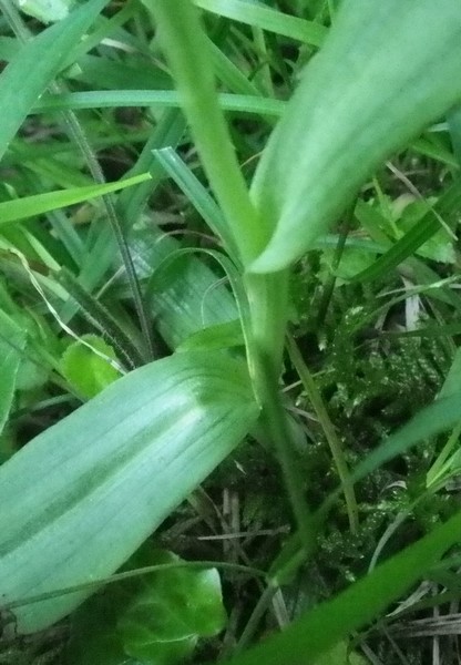 Ophrys apifera