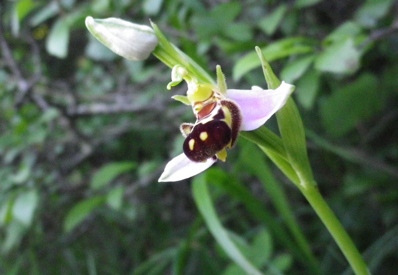 Ophrys apifera