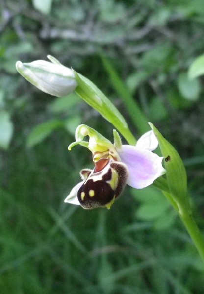 Ophrys apifera