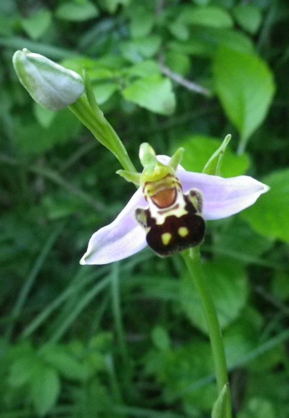 Ophrys apifera