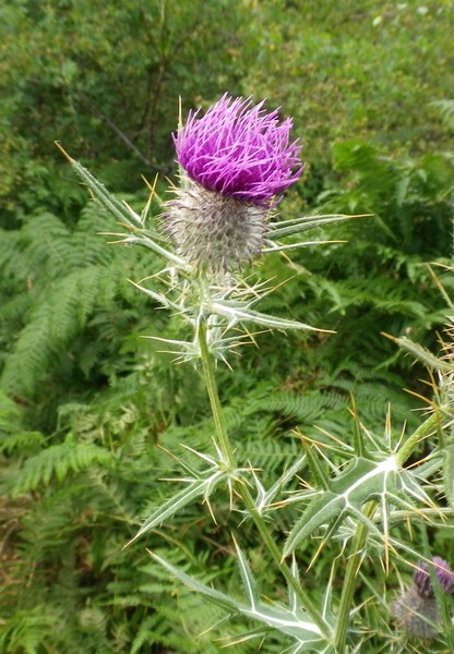 Cirsium tenoreanum / Cardo di Tenore