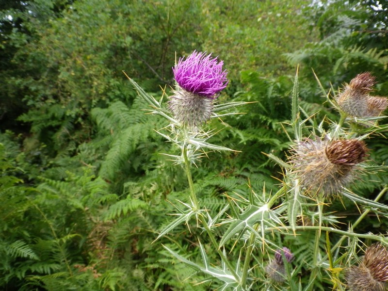 Cirsium tenoreanum / Cardo di Tenore