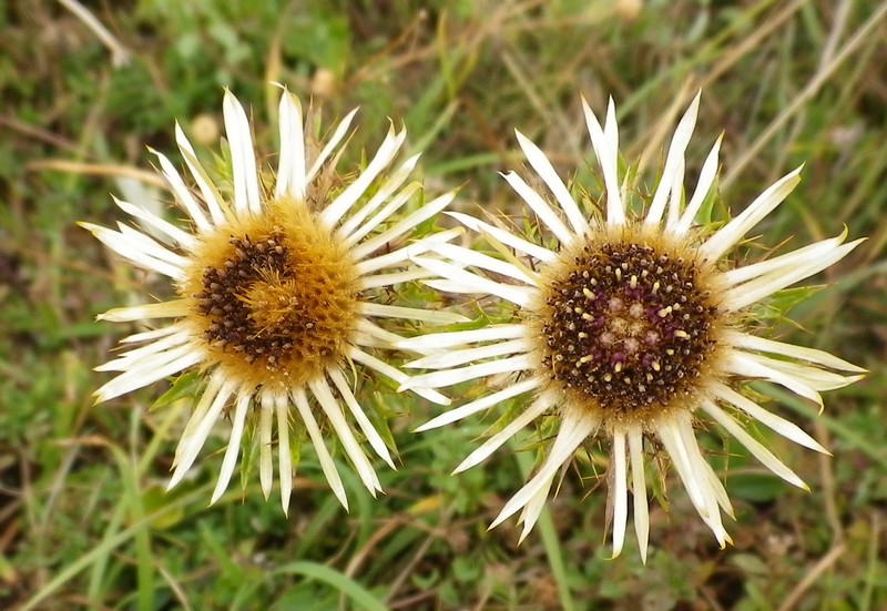 Una piccola Carlina dorata - Carlina vulgaris